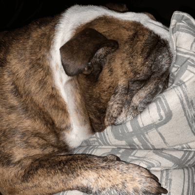 episode Sleeping Habits of English Bulldogs: A Scientific Study artwork