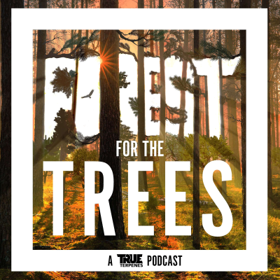 Forest For the Trees