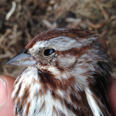 episode Ep. 266 : Getting to know Song Sparrows artwork