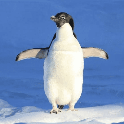 episode El PINGÜINO 🐧 de ojos Amarillos Conócelo!!! artwork