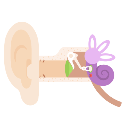 episode Ørets anatomi og fysiologi artwork