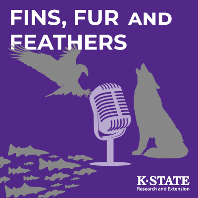 episode Waterfowl Migration | Fins, Fur, & Feathers | #495 artwork