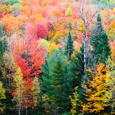 episode Thanksgiving Bonus! artwork