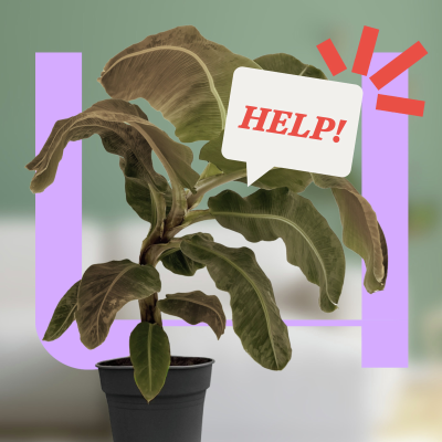 episode 775. Hoe houd je je planten in leven volgens de wetenschap? artwork