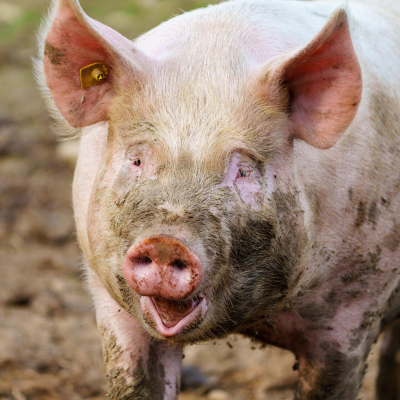episode Fleisch aus guter Haltung – Brauchen wir ein staatliches Tierwohllabel? artwork
