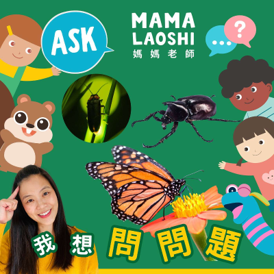 episode 神奇的昆蟲🪲🦋🐜—螢火蟲為什麼會發亮？💡Incredible Insects🪲🦋🐜 — Why Do Fireflies Glow?💡 artwork