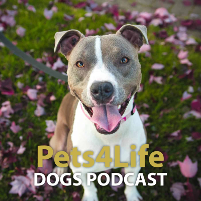 episode Veterinarian Dr Georgina Child explains seizures in dogs artwork