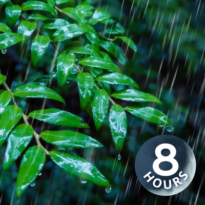 episode Sleep to Rainstorm in a Forest | 8 Hour Relaxing Rain Sounds for Sleeping artwork