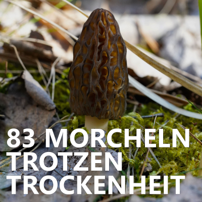 episode #83 Morcheln trotzen Trockenheit artwork