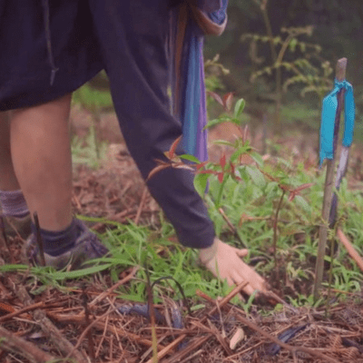 episode Intro to Reforestation artwork