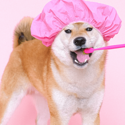 episode Dental Care for Puppies artwork