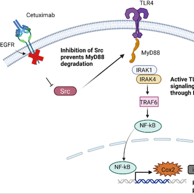 episode EGFR-Targeted Therapy Resistance in Breast and Head & Neck Cancers artwork