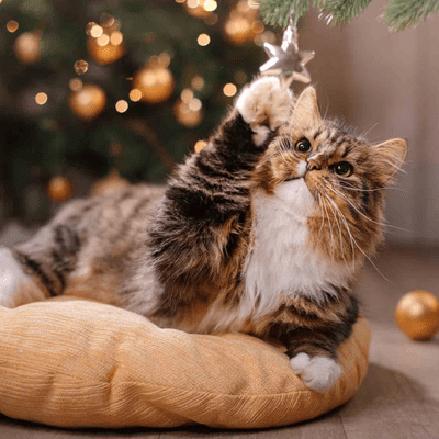 episode Episode 16: Surviving the Holidays with Cats artwork