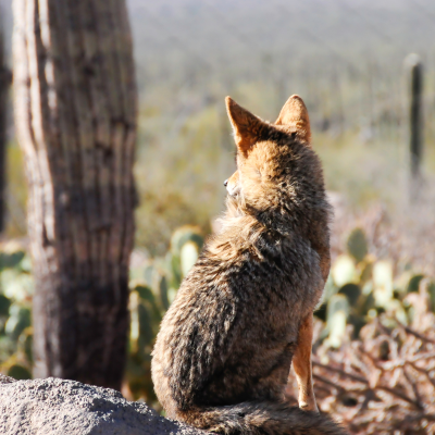 episode Lie, Deny, Justify artwork