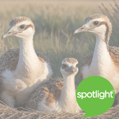 episode The Great Bustard Returns artwork