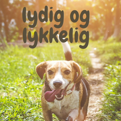 Slik får du en lydig og lykkelig hund