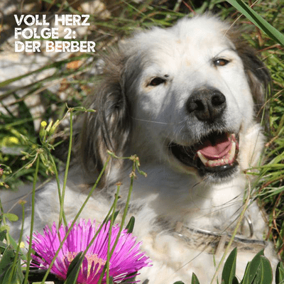 episode Folge 2 - Der Berber artwork