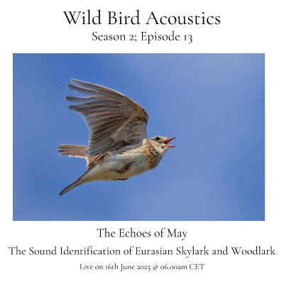 episode The Sound Identification of Migrant Eurasian Skylark and Woodlark; The Echoes of May artwork