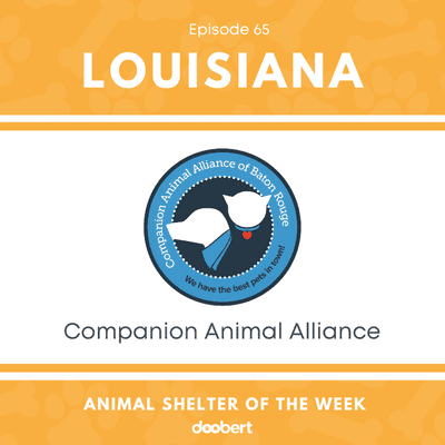 episode Animal Shelter of the Week: Episode 65 – Companion Animal Alliance artwork