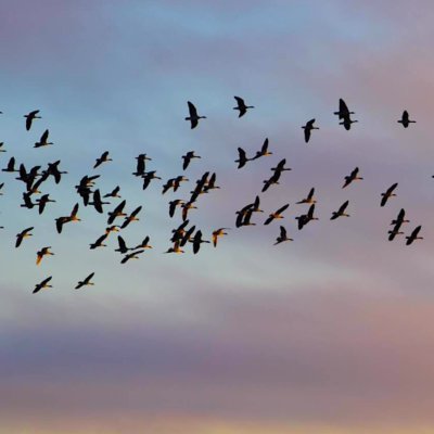 episode Even Higher than Angels (Rabbi Sacks on Vayera, Covenant & Conversation) artwork