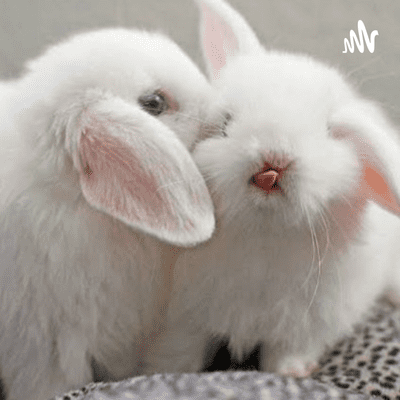 ¿Cómo Es Tener Un Conejo Como Mascota?