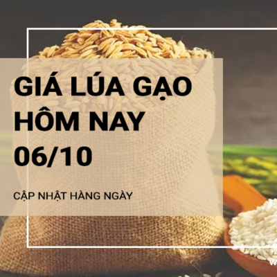 episode Giá lúa gạo hôm nay ngày 06/10/2024: Giá gạo xuất khẩu ở mức ổn định artwork