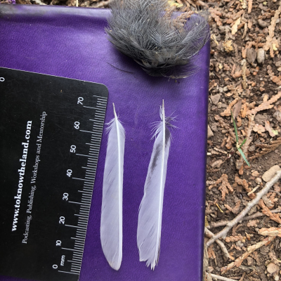 episode Ep. 268 : Do Deer Mice Eat Birds? artwork