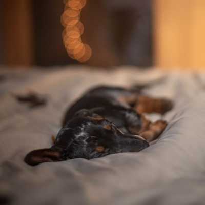episode Training Tidbit Friday: Should You Tire Your Dog Out Before You Train? artwork