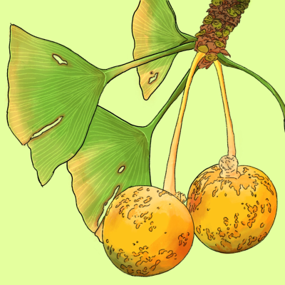 episode Ginkgo Biloba artwork