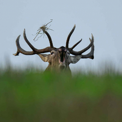 episode Izkanējis briežu baura laiks... artwork